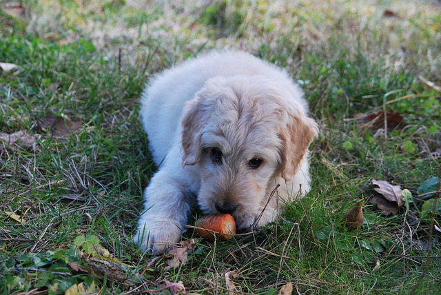 Cães podem se adaptar a um lar vegano