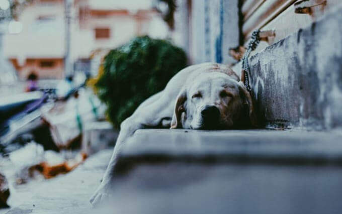 Câncer em cachorros