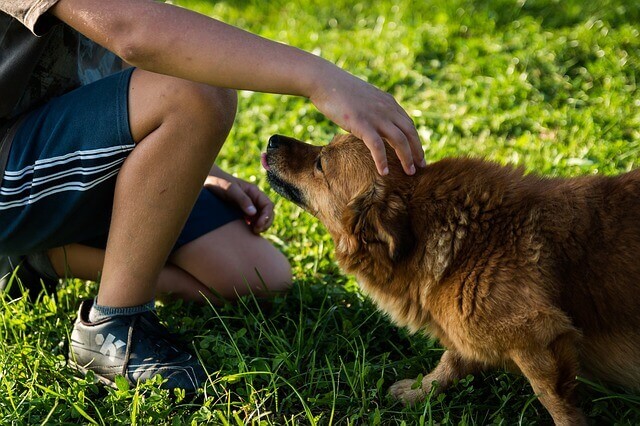 Câncer em cães