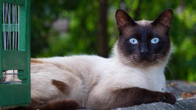 Câncer de Mama em cães e gatos