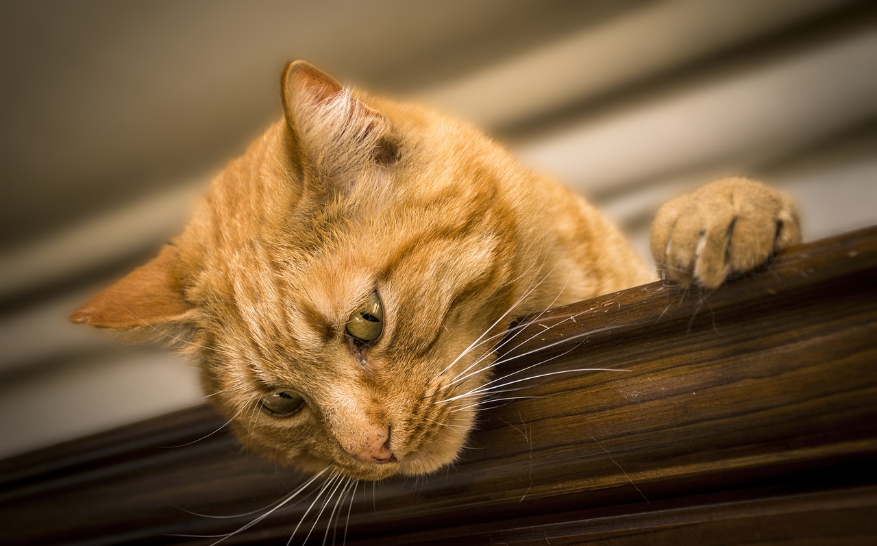 Os 3 cânceres mais comuns em gatos