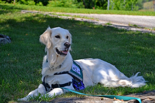 Cão de serviço para pacientes com esclerose múltipla