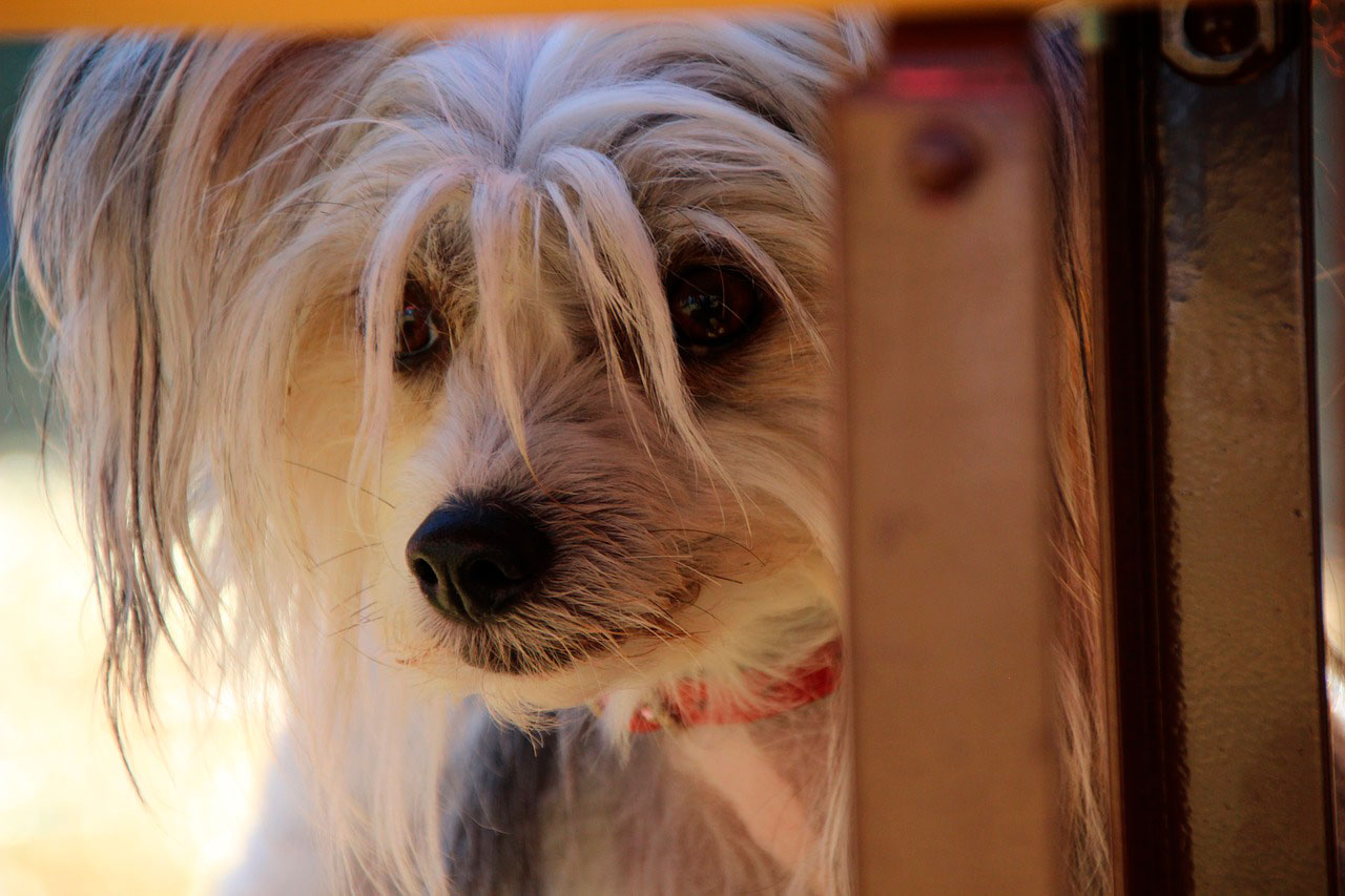 Cão estressado | Sinais e Como Aliviar