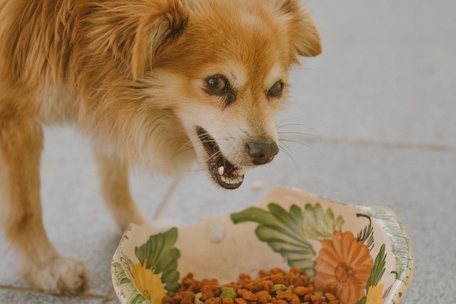 Cão não está comendo? Causas possíveis e soluções de apetite