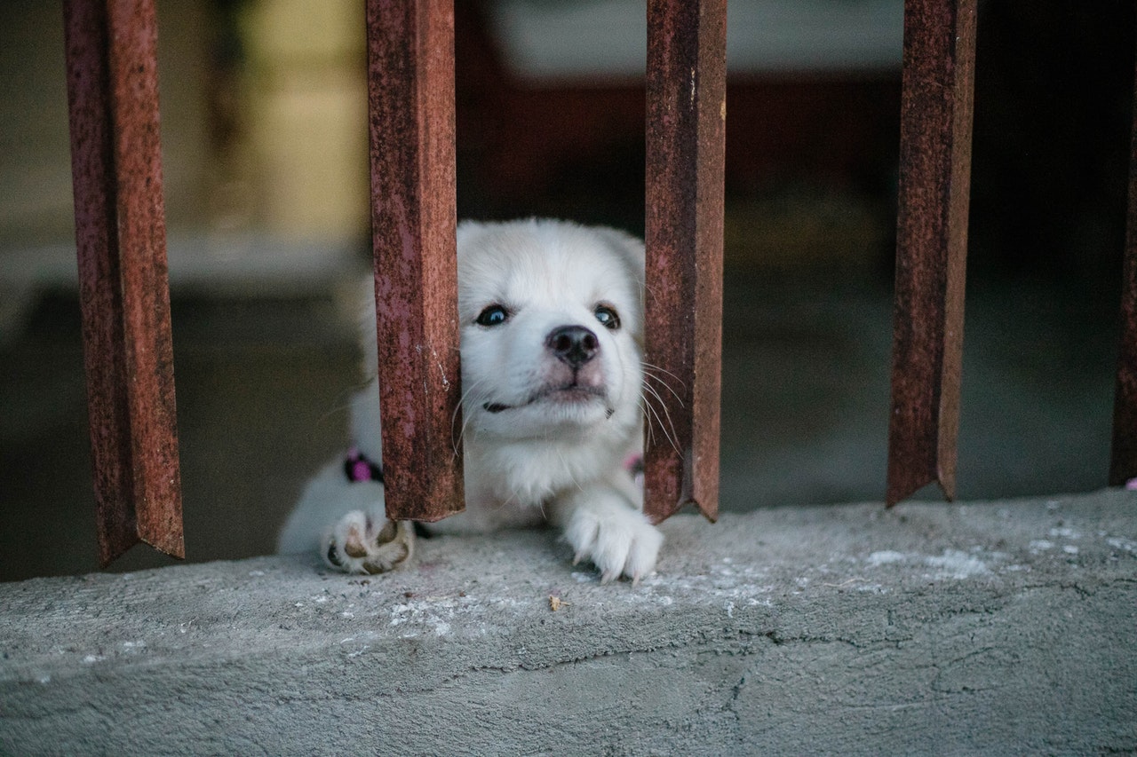 Cão ou gato com lesões na pele