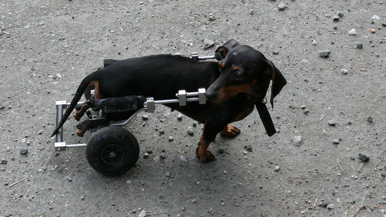 Cão paralisado | Como cuidar e ajudar