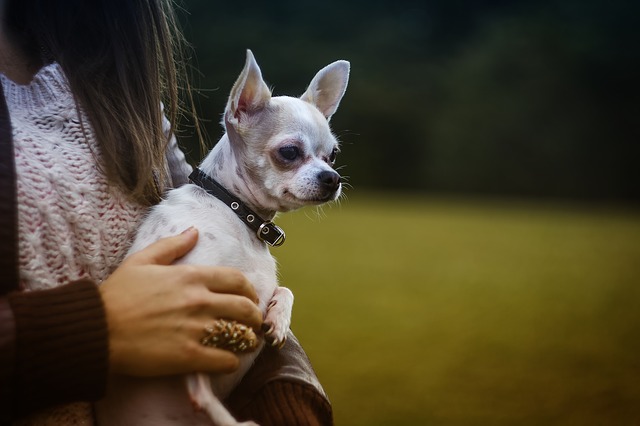 Cão pode falar com o dono | Linguagem corporal do cão