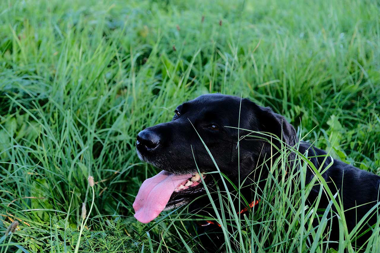 Cão com respiração anormal | Causas e Sintomas