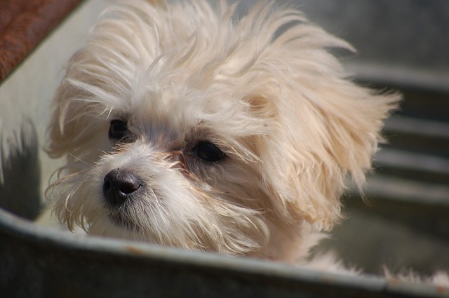 Por que meu cão tem manchas de lágrima?