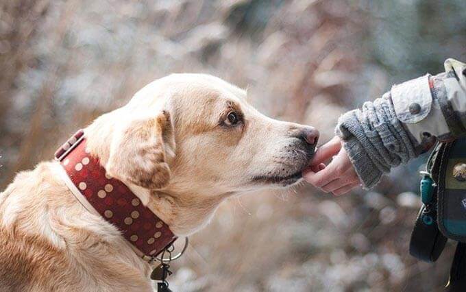 Cão com tosse