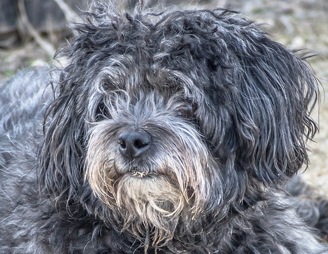 Cão está vomitando água | Pode ser um sinal de aviso claro