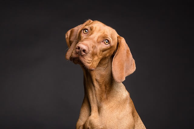 Carcinoma Celular Transicional do Trato Urinário em Cães