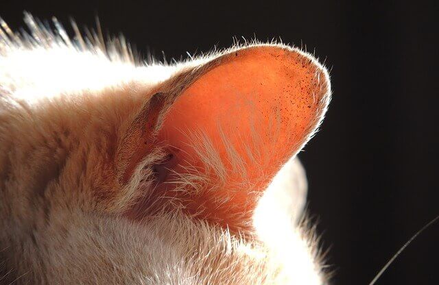 Carcinoma de Células Escamosas Auriculares em Gatos