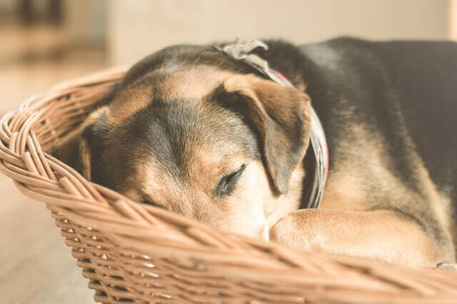 Carcinoma Pulmonar Metastático em cães