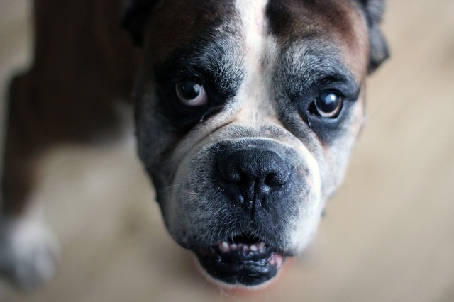 Cardiomiopatia em cães Boxer