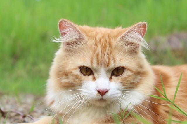 Doença Cardíaca | Cardiomiopatia em Gatos