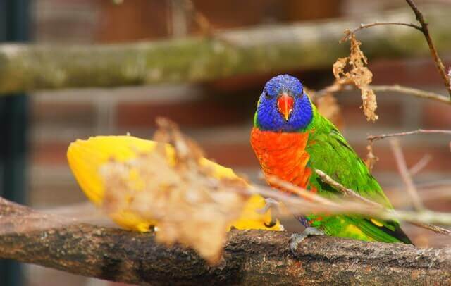 Caspa em aves