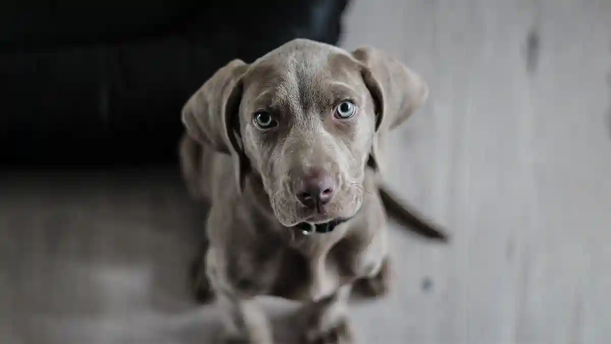 Castração em Cachorro | Mitos e Verdades [Guia Completo]