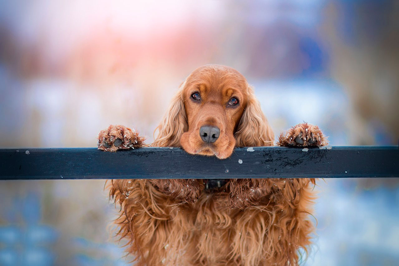 Catarata em Cocker Spaniels