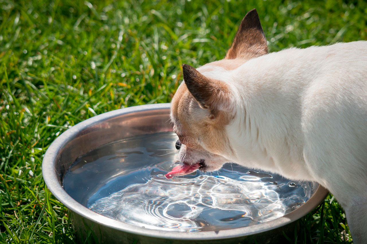 Chihuahua | Problemas de tosse 