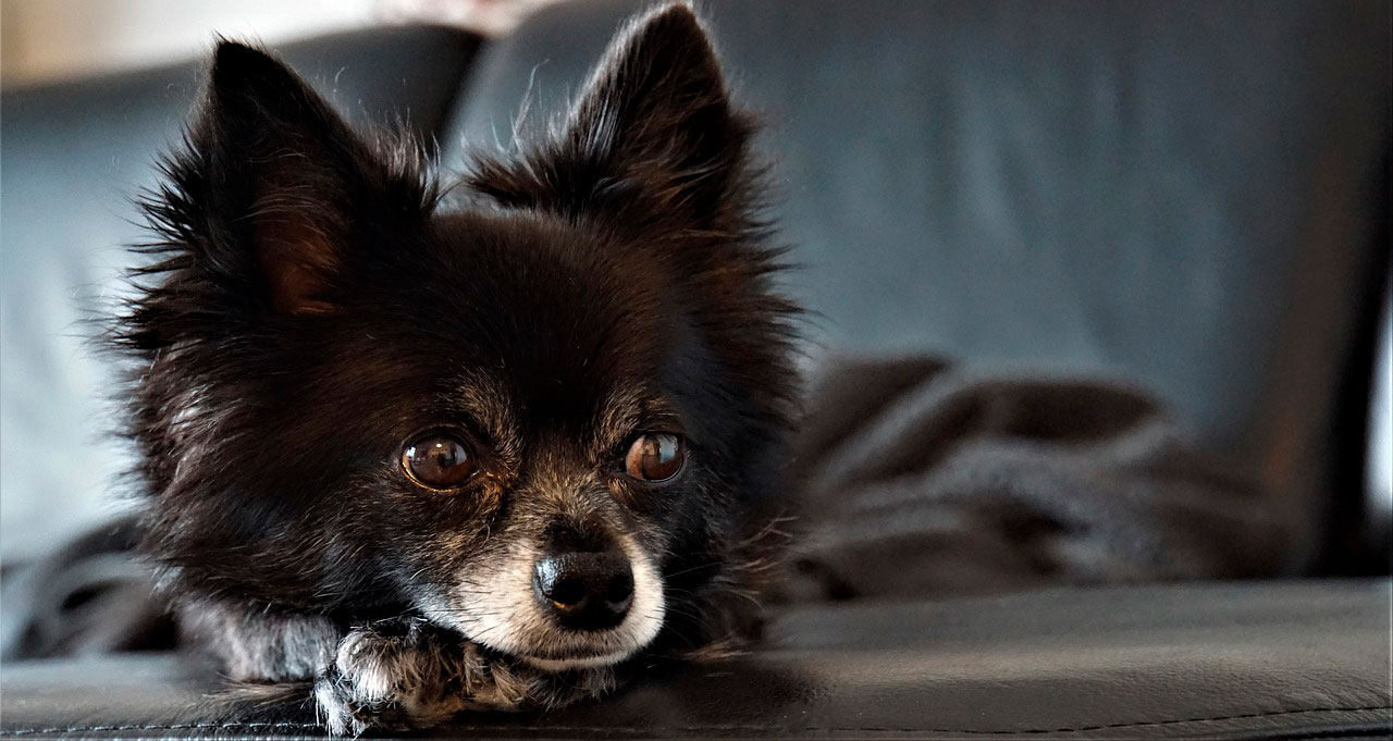 Chihuahuas são propensos a câncer? 