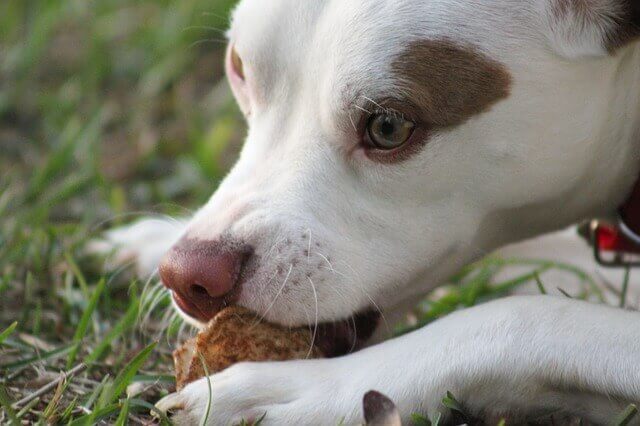 Chocolate para cães faz mal | Chocolate é tóxico para cachorros