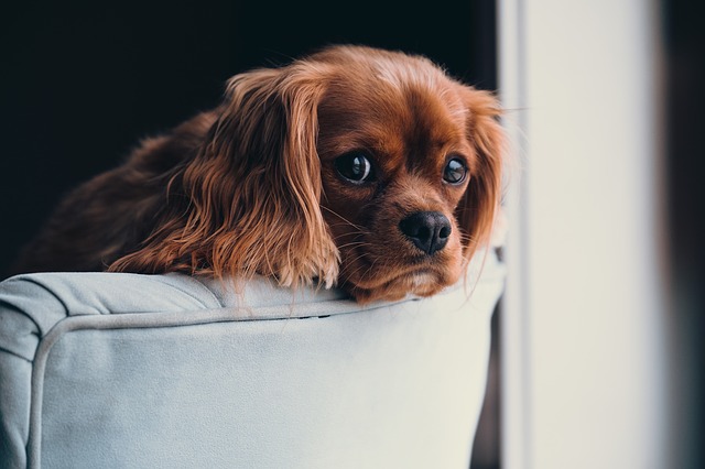 Choramingar | Problemas de Comportamento do Cão