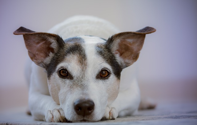 Cistite bacteriana em cães