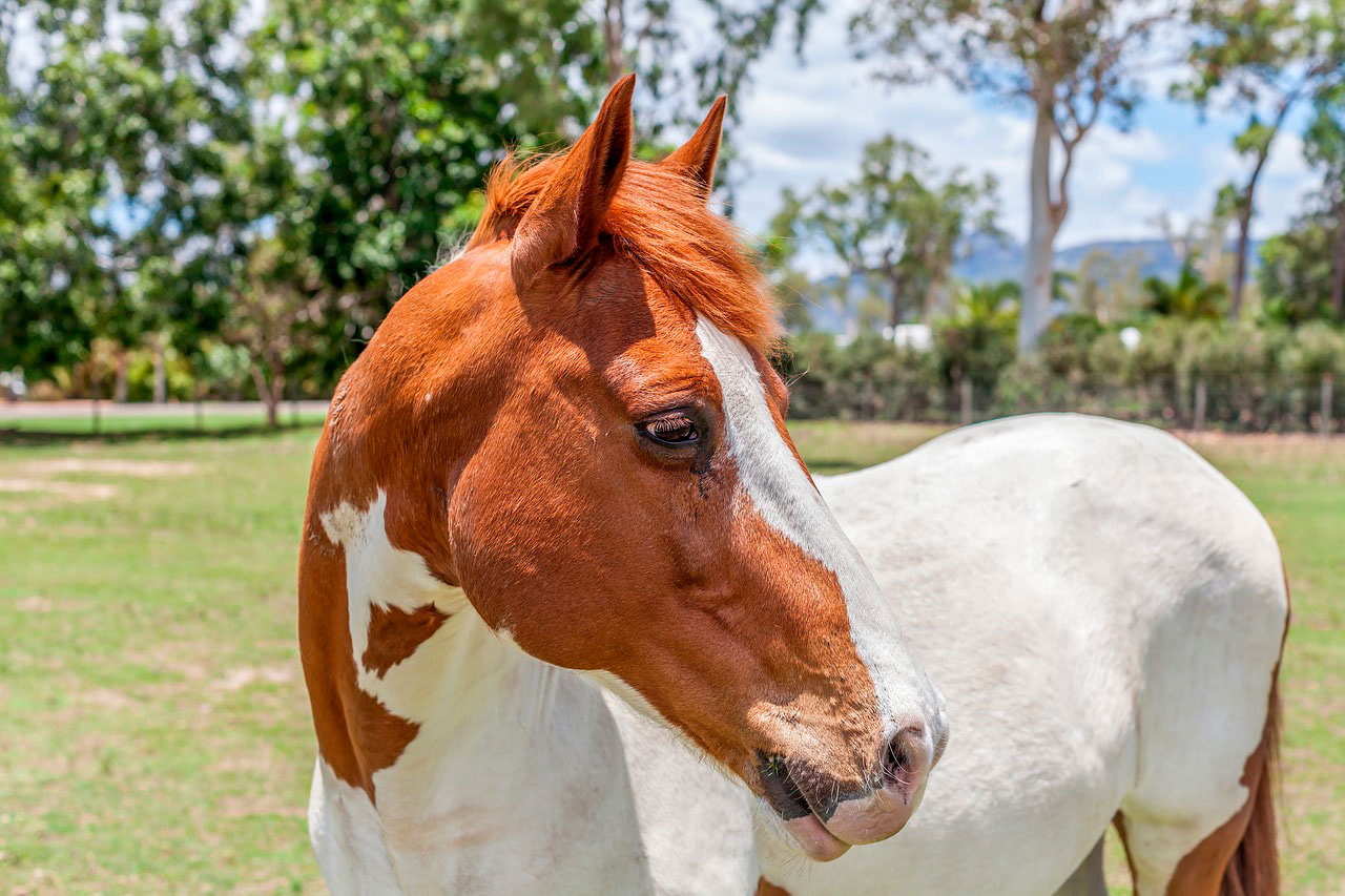 Cistite em cavalos