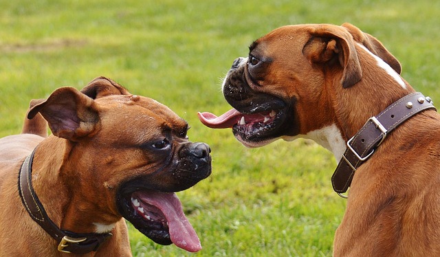 Cisto nas gengivas em cães