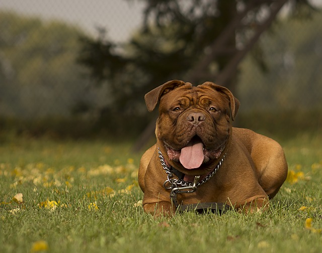 Cistos Prostáticos em Cães