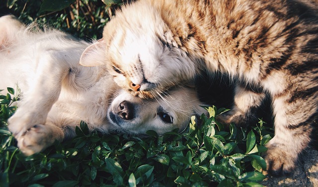 Cistos sebáceos em gatos ou cães