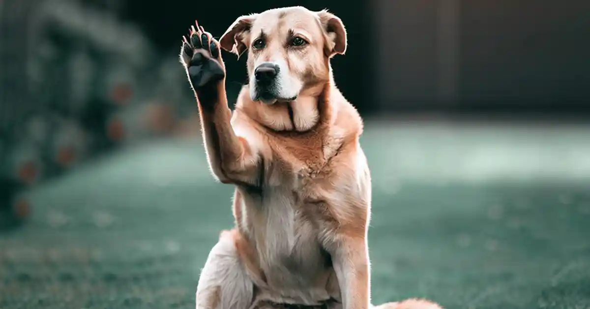 Ciúmes em Cães: Cachorro sente ciúmes?