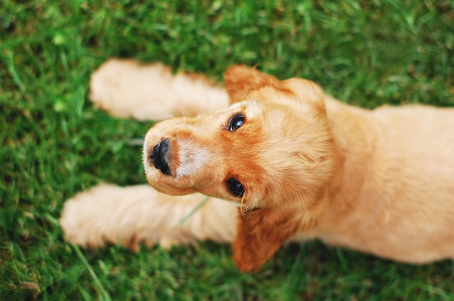 Cocker Spaniel Personalidade e Temperamento