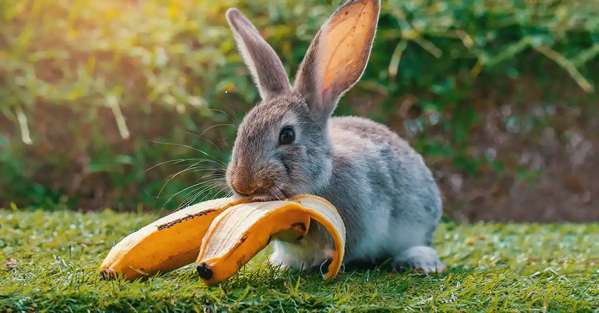 Coelho pode Comer Banana?