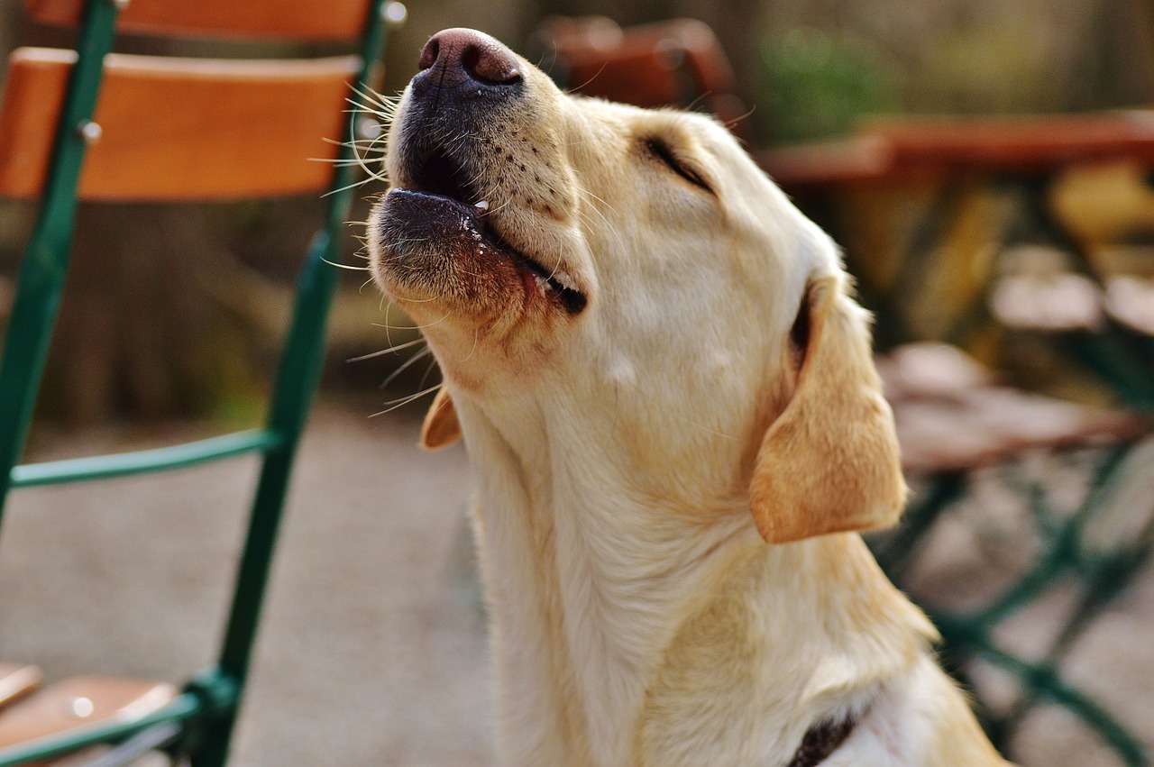 Colapso induzido pelo exercício em cães