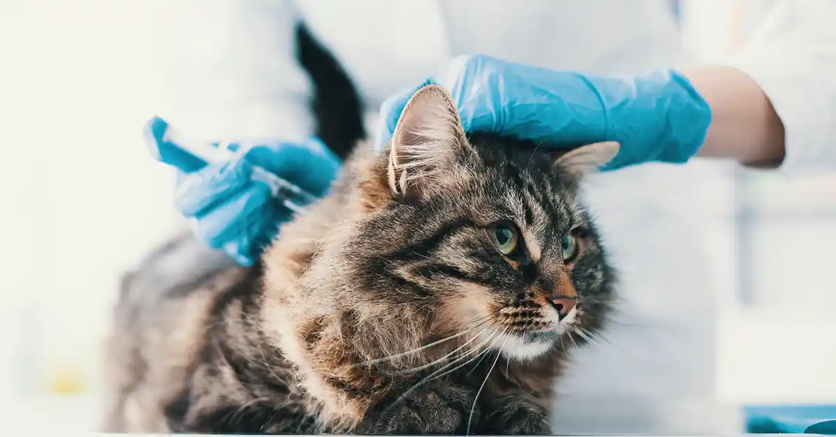 Com quanto tempo gato pode tomar Vacina?