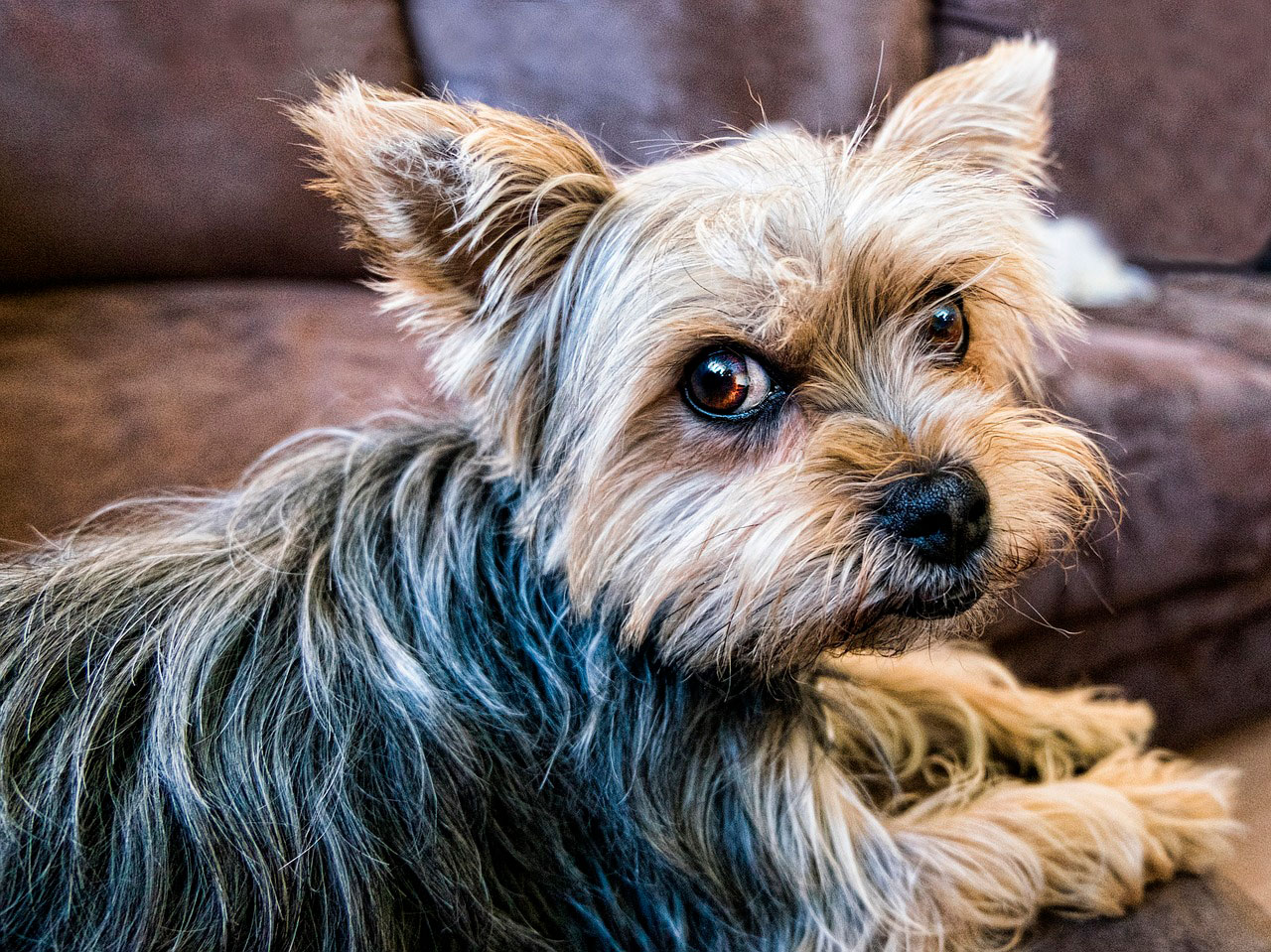 Comida Caseira Saudável para Yorkshire terrier