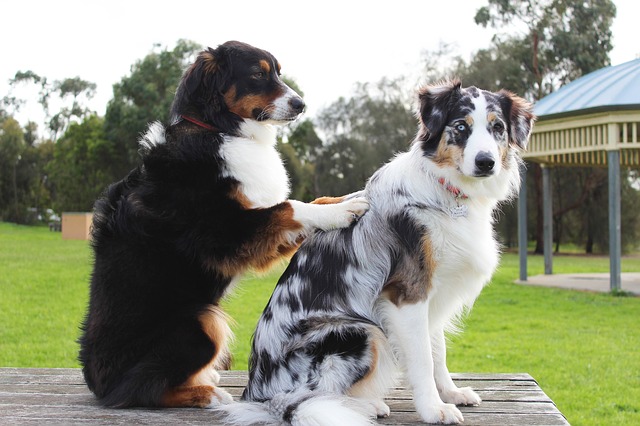 Como a massagem pode ajudar seu cão