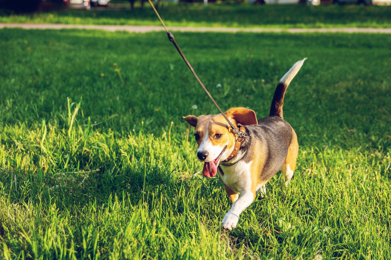 Como acalmar um cão hiperativo