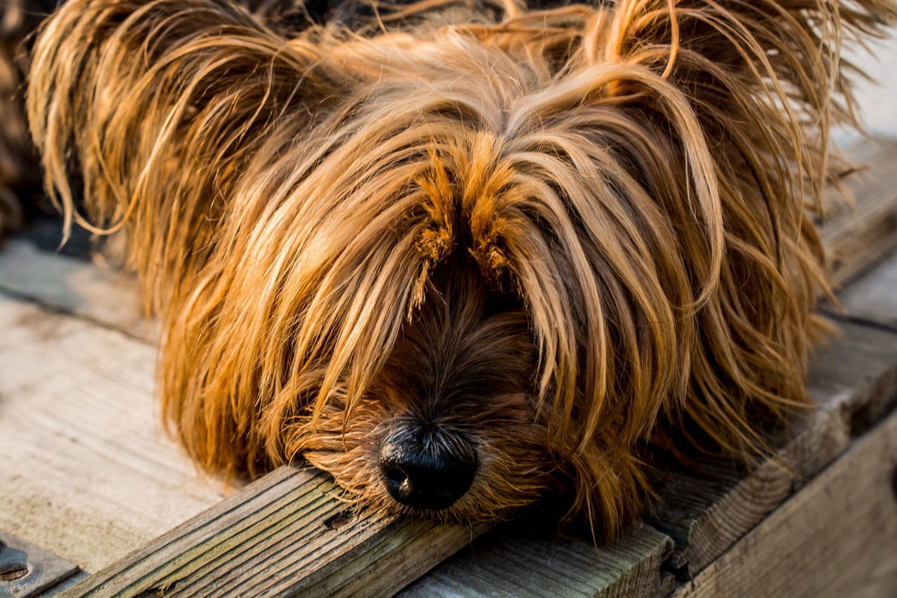 Como Acalmar um Yorkshire terrier Hiperativo