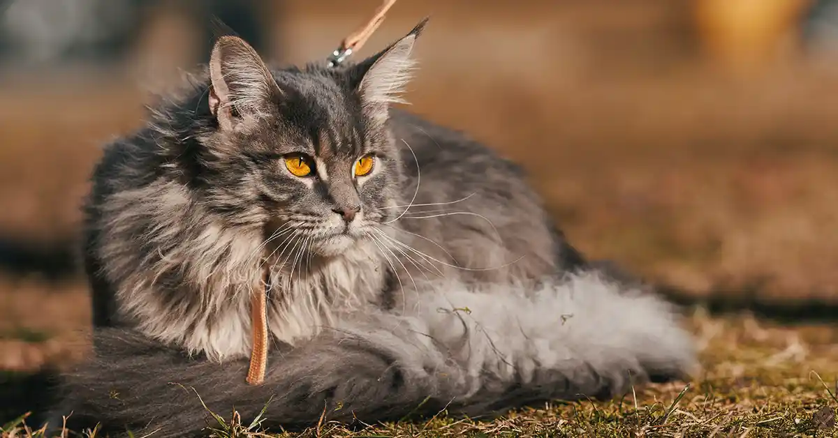 como acostumar gato com coleira?