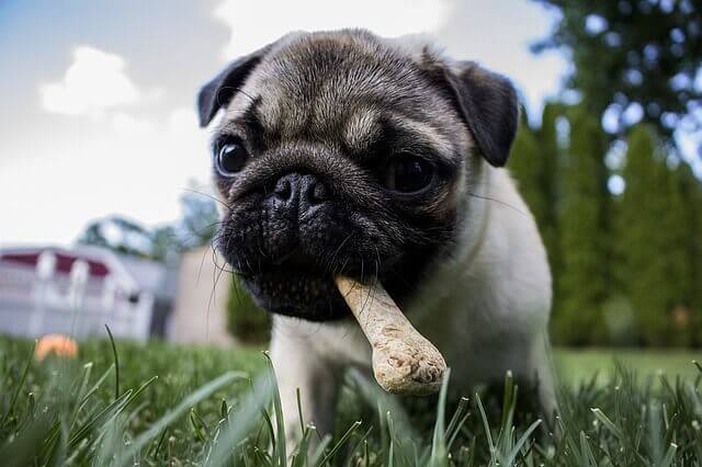 Como alimentar cães com linfangiectasia