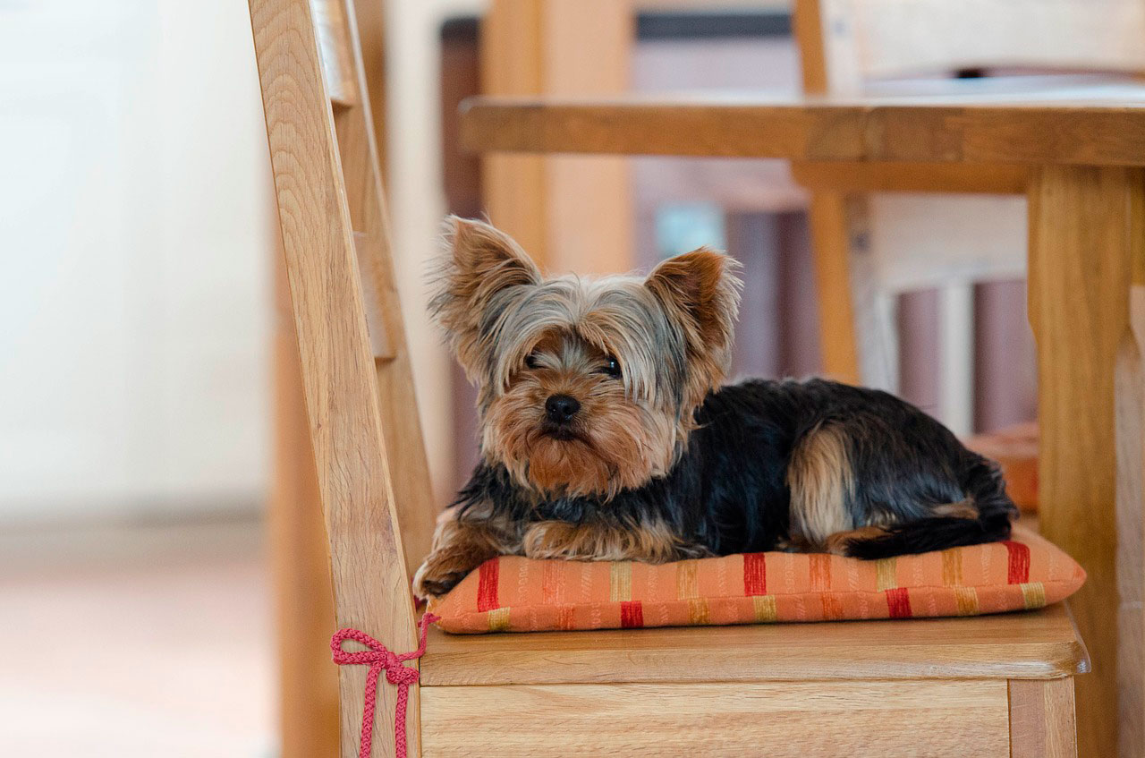 Como alimentar Yorkshire terrier com estômago sensível