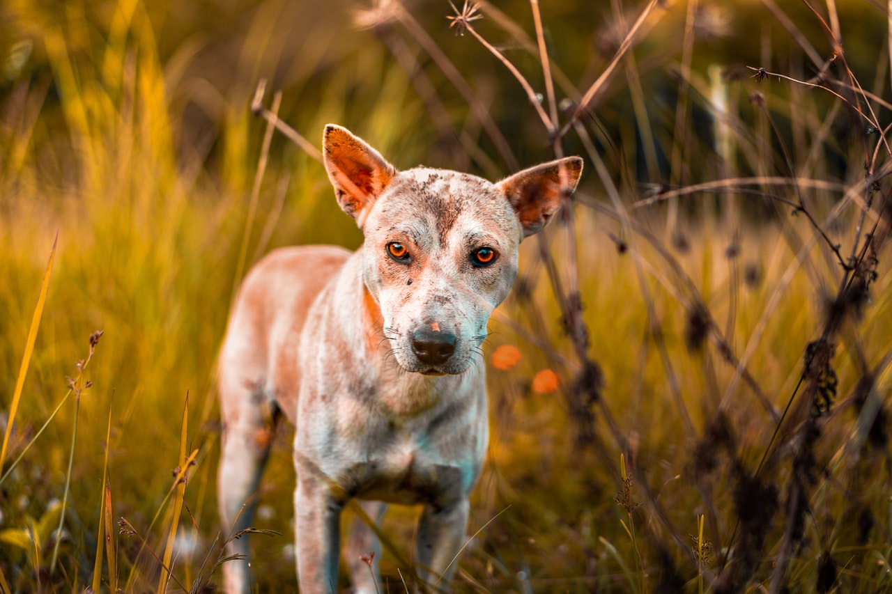 Como as alergias ambientais podem afetar seu cão