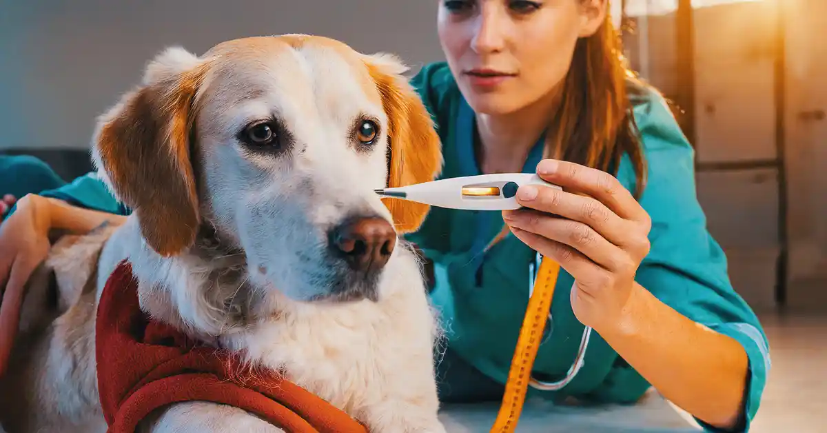 Como BAIXAR A FEBRE DE UM CÃO?