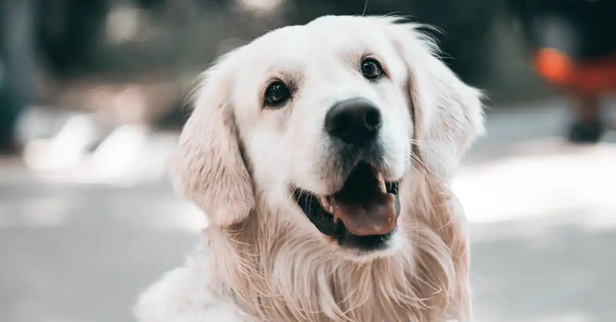 Raiva em cachorro: Como cachorro pode pegar raiva?