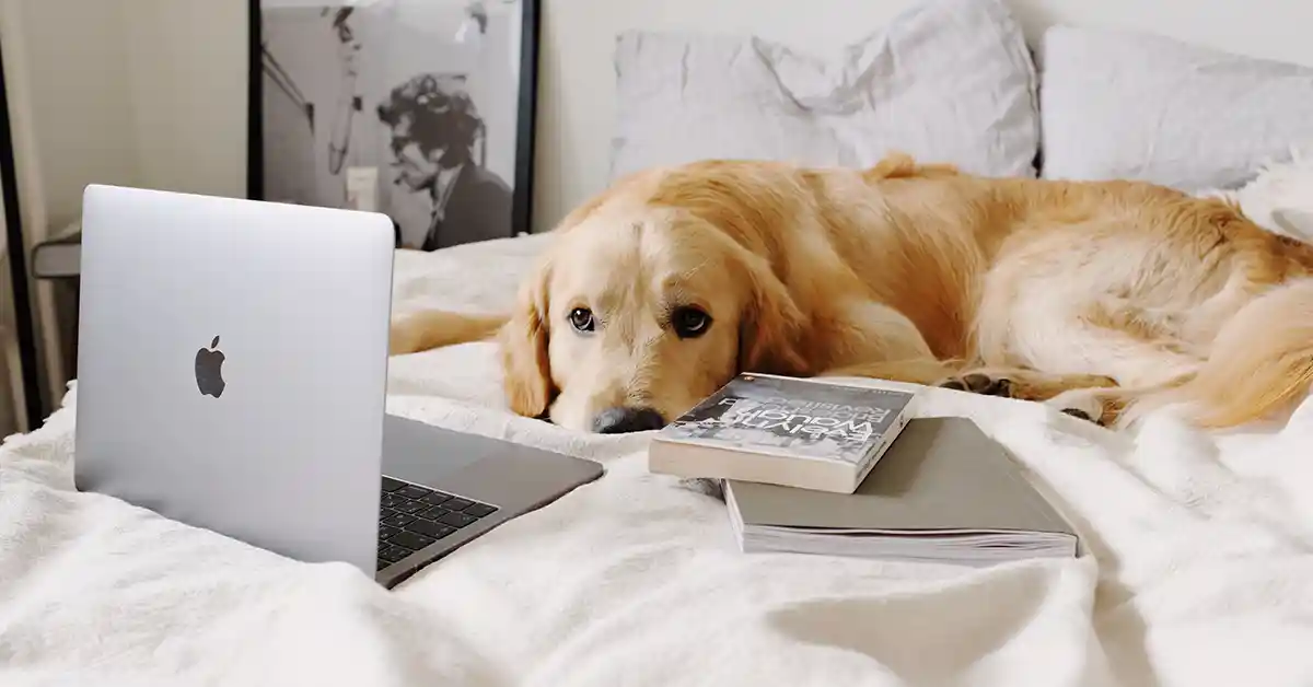 Cachorro com Perfil na Rede Social