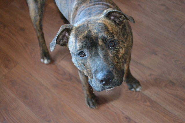 Como cuidar de cães da raça Bull Terrier Inglês