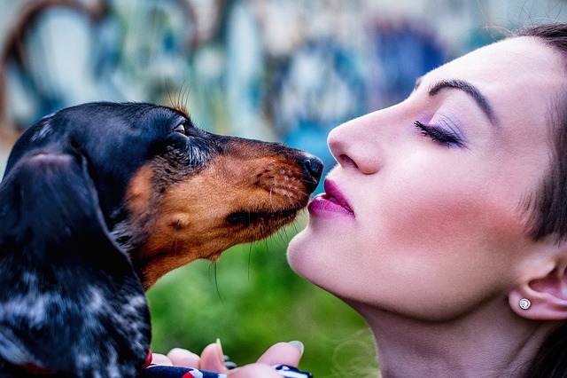 Como cuidar de cães Dachshund